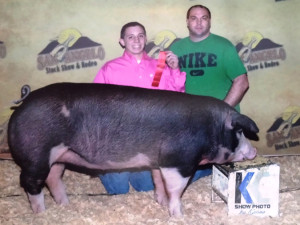 2014 San Angelo 2nd Place Poland Gilt shown by Wesley Sutton