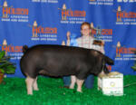 2010 Show Pig Winners